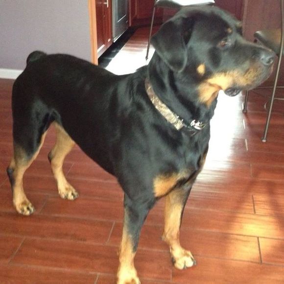 Meet your Posher, Gina - Picture 1 of 1